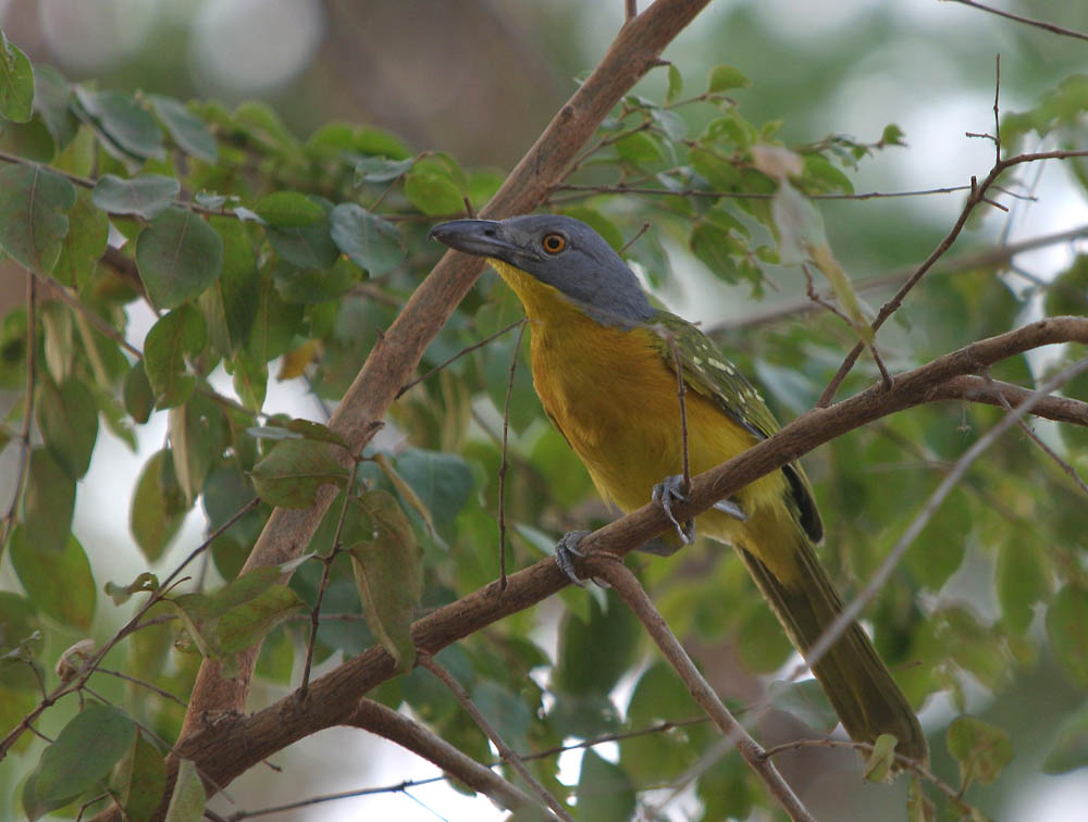 malaconotus blanchoti (grey-headed bush-shrike)