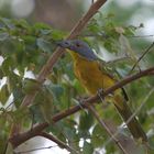 malaconotus blanchoti (grey-headed bush-shrike)