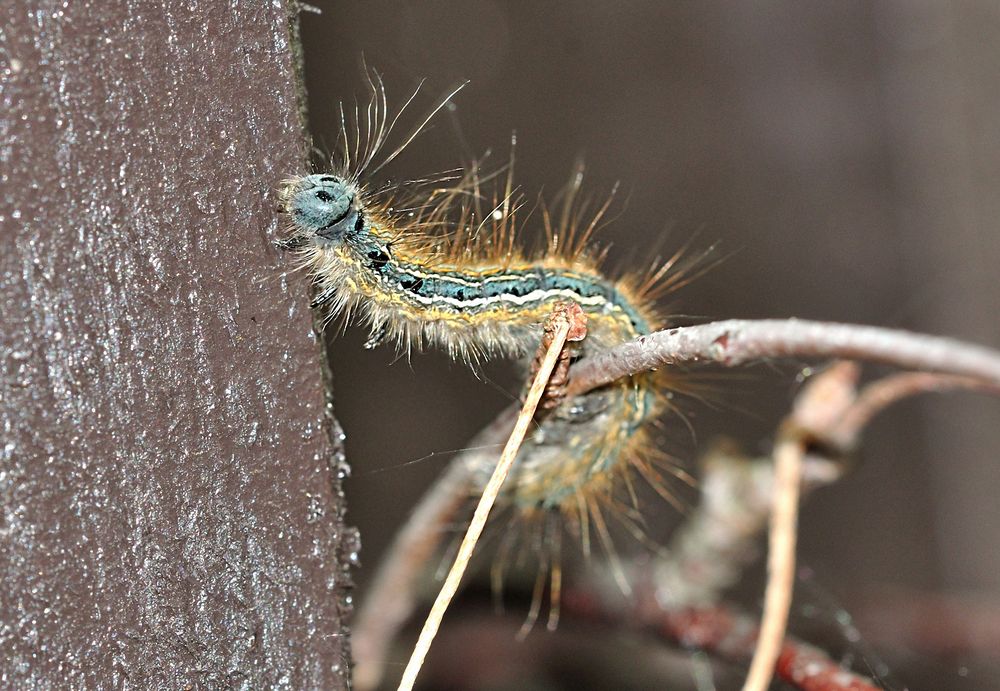 Malacosoma castrensis