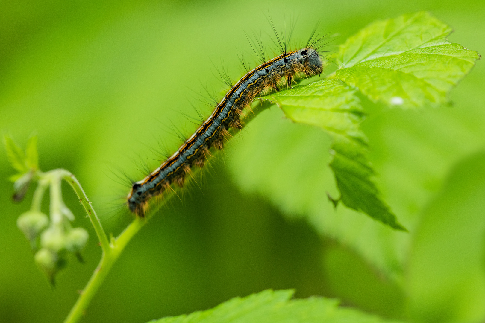 Malacosoma neustria