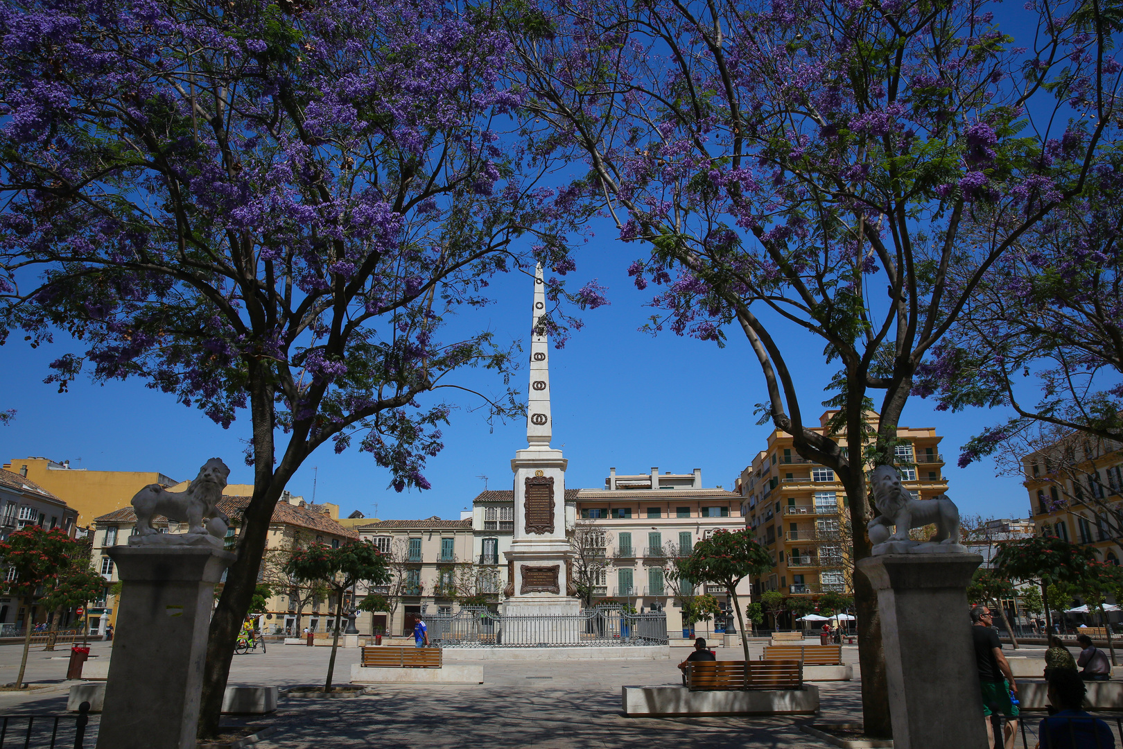 Malaga, Jacarandabäume