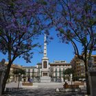 Malaga, Jacarandabäume