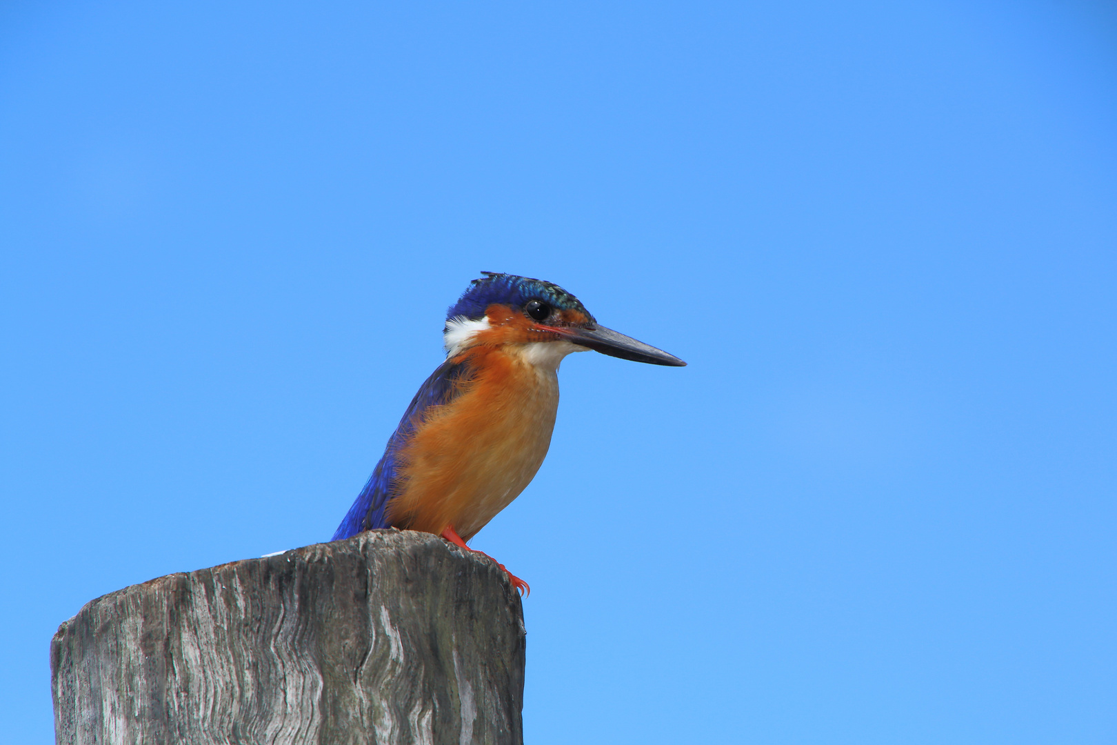 Malagasy Kingfisher