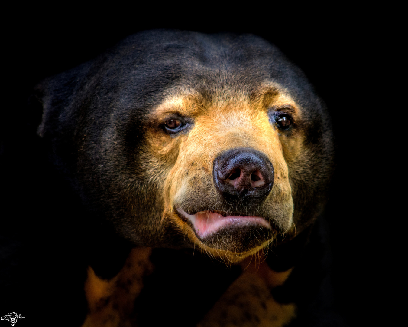 Malaien - Bär Zoo Münster