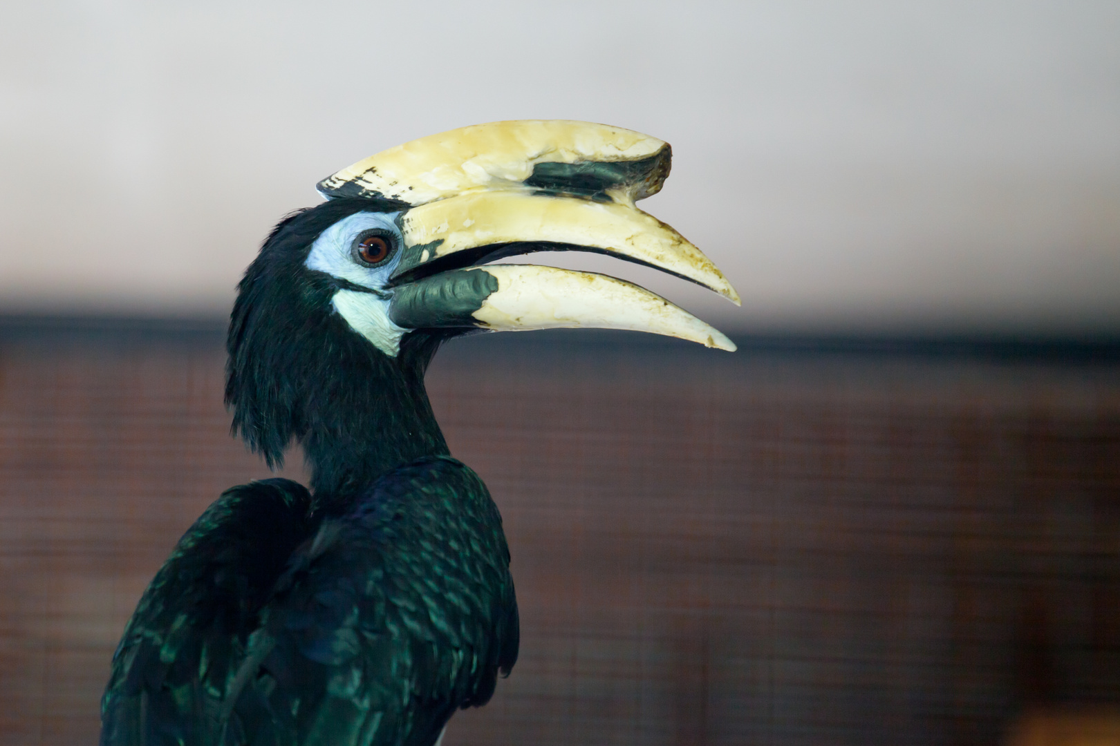 Malaien-Hornvogel