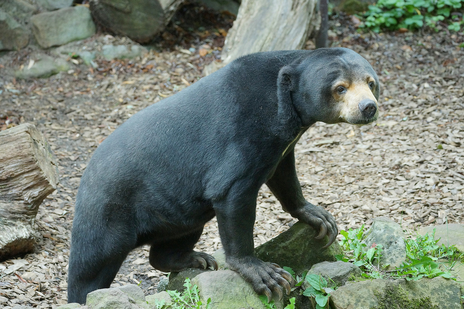 Malaienbär