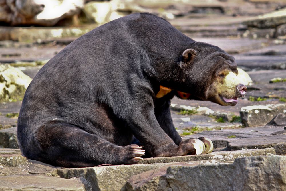 Malaienbär