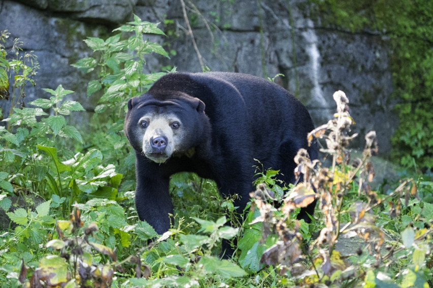 ~ Malaienbär ~ 