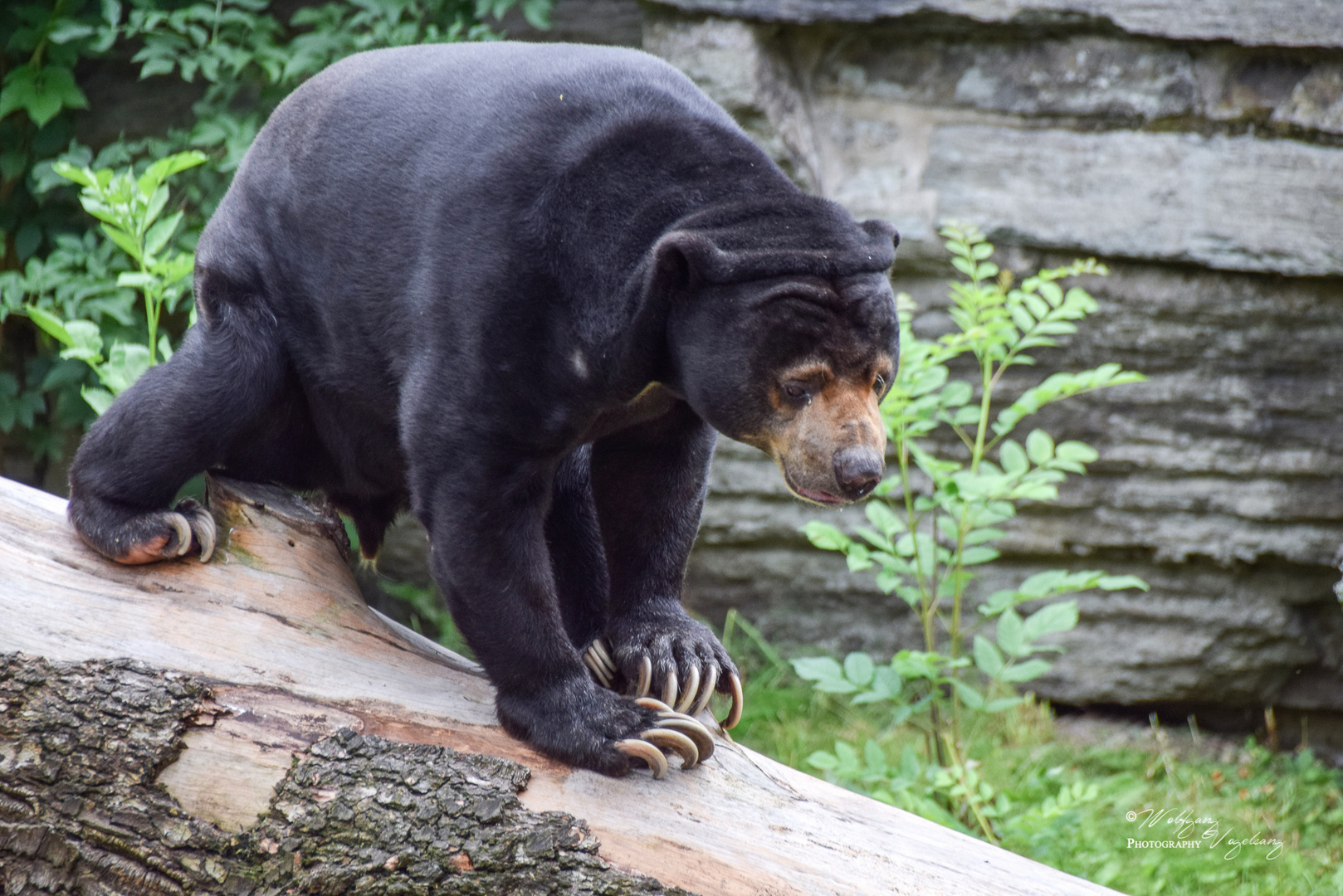 Malaienbär