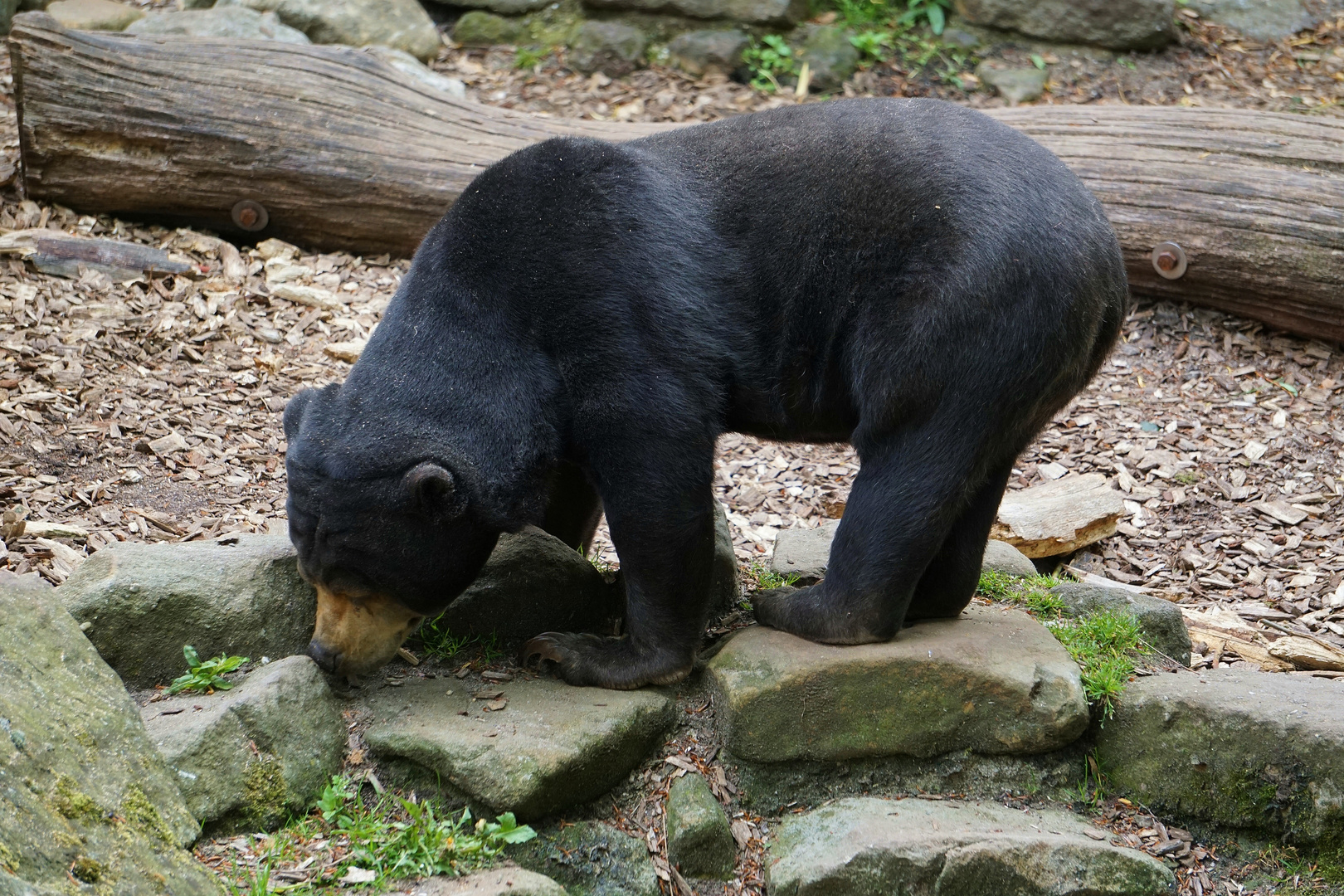 Malaienbär