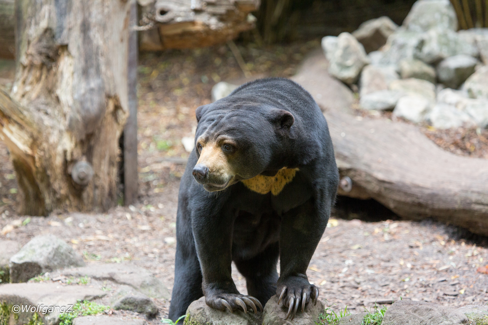 Malaienbär