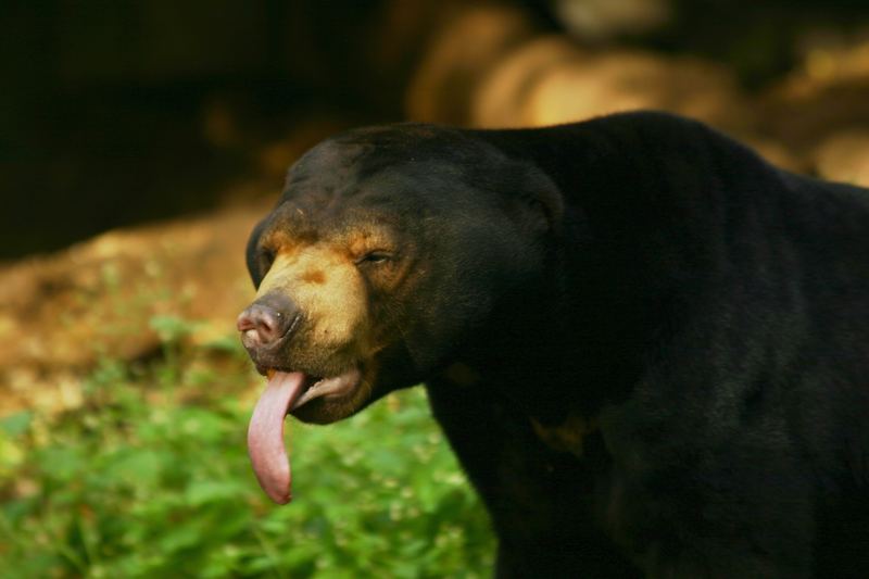 Malaienbär im Allwetterzoo Münster