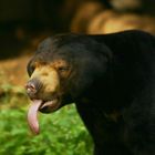 Malaienbär im Allwetterzoo Münster