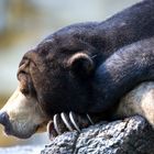 Malaienbär im Berliner Zoo