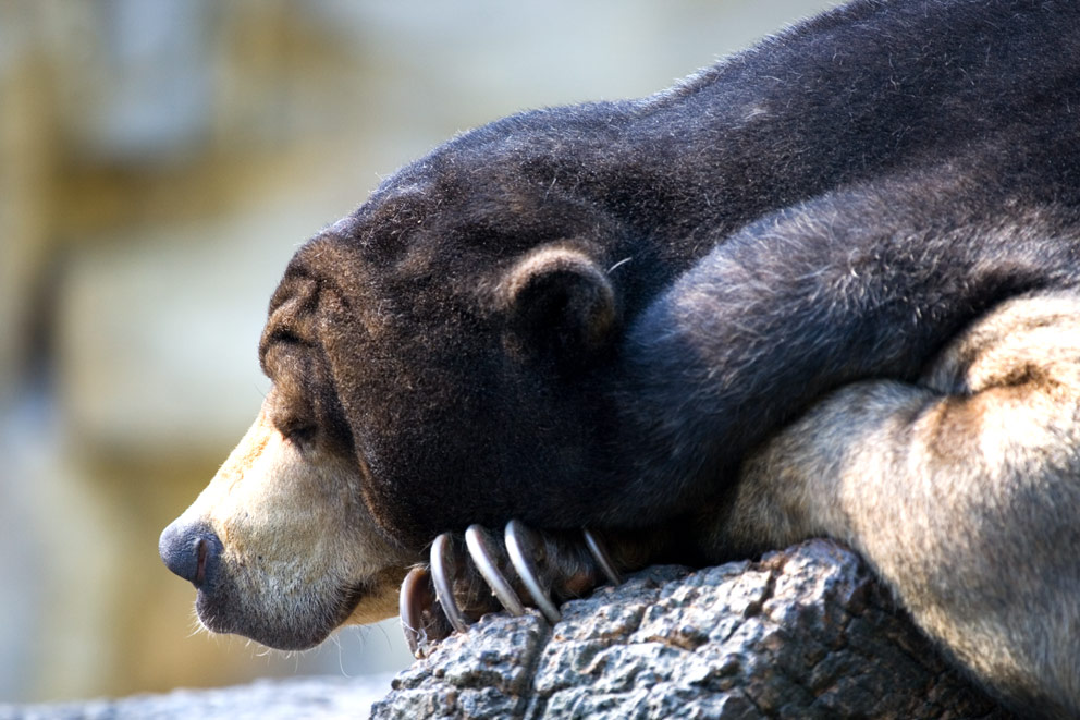 Malaienbär im Berliner Zoo