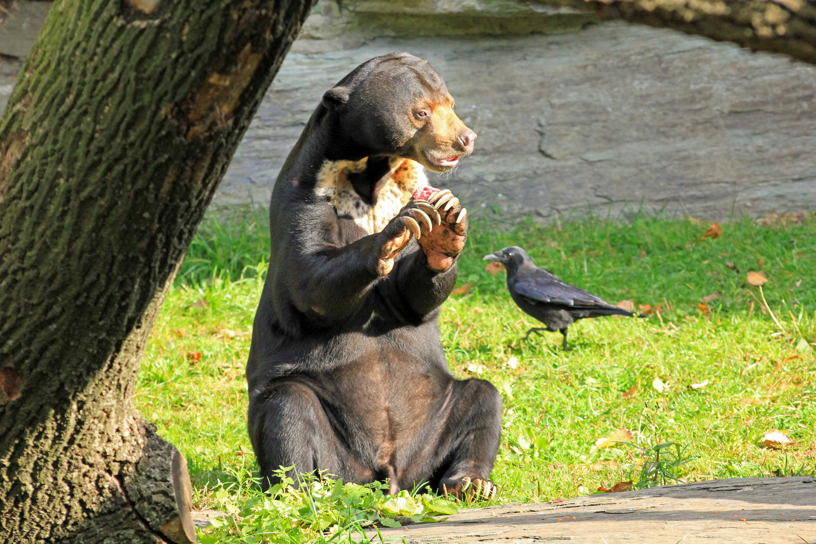 Malaienbär im Kölner Zoo 1