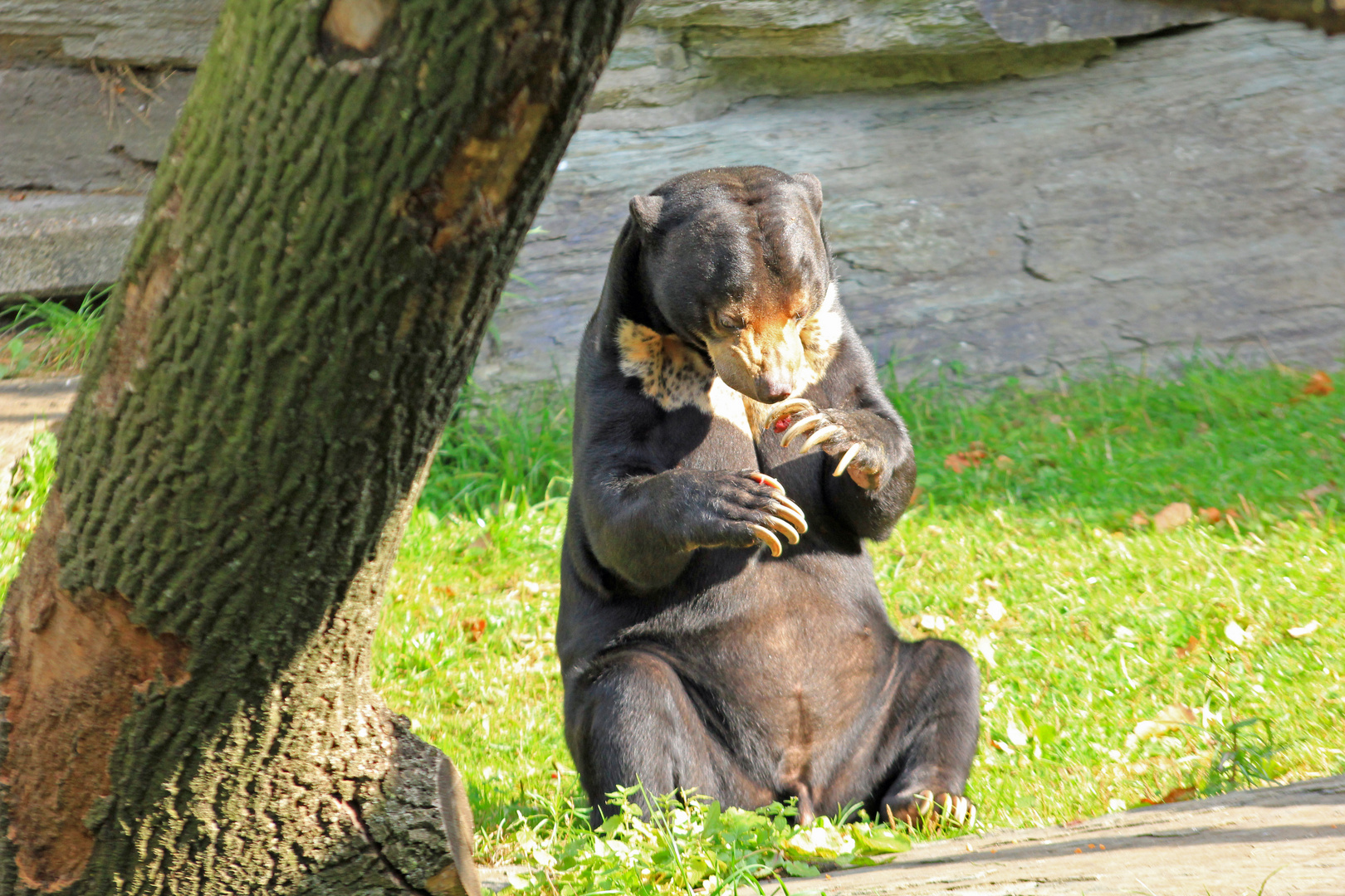 Malaienbär im Kölner Zoo 2