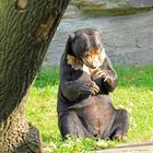 Malaienbär im Kölner Zoo 2