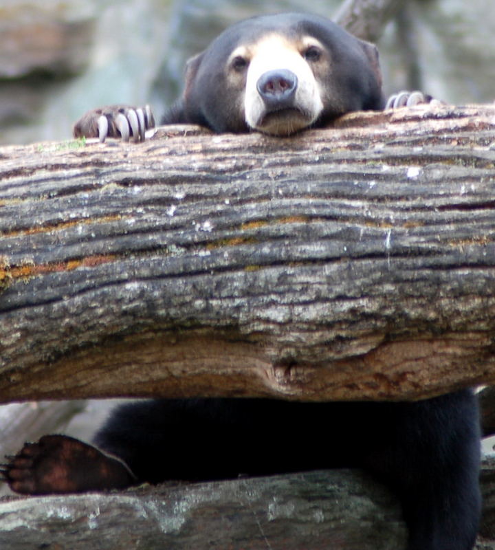 Malaienbär im Kölner Zoo 2