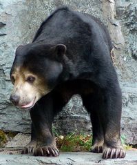 Malaienbär im Kölner Zoo 3