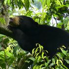 Malaienbär in Borneo