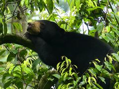 Malaienbär in Borneo