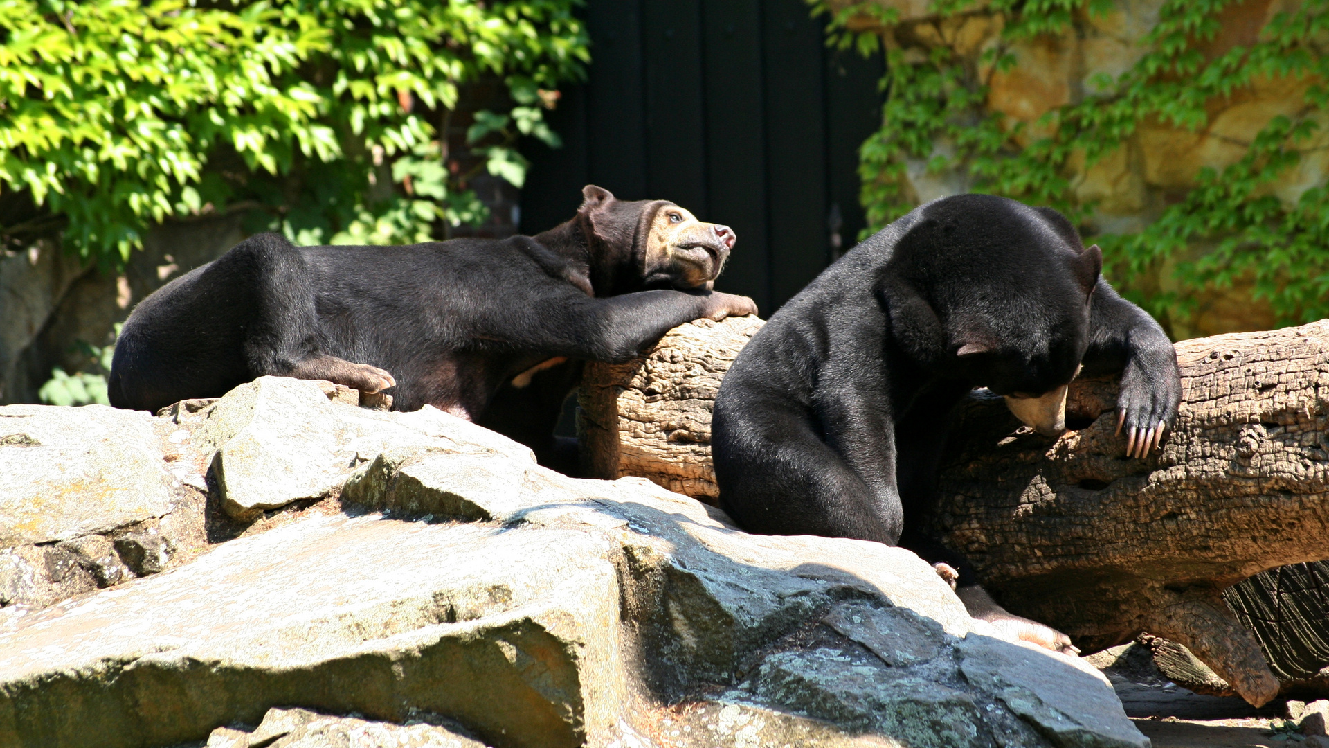 Malaienbären? ... im Berliner Zoo, die ziemlich geschafft sind