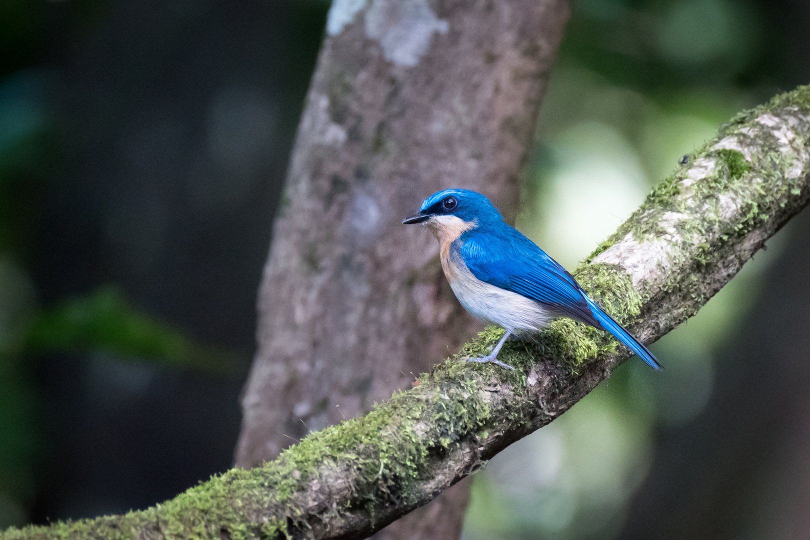 Malaienblauschnäpper