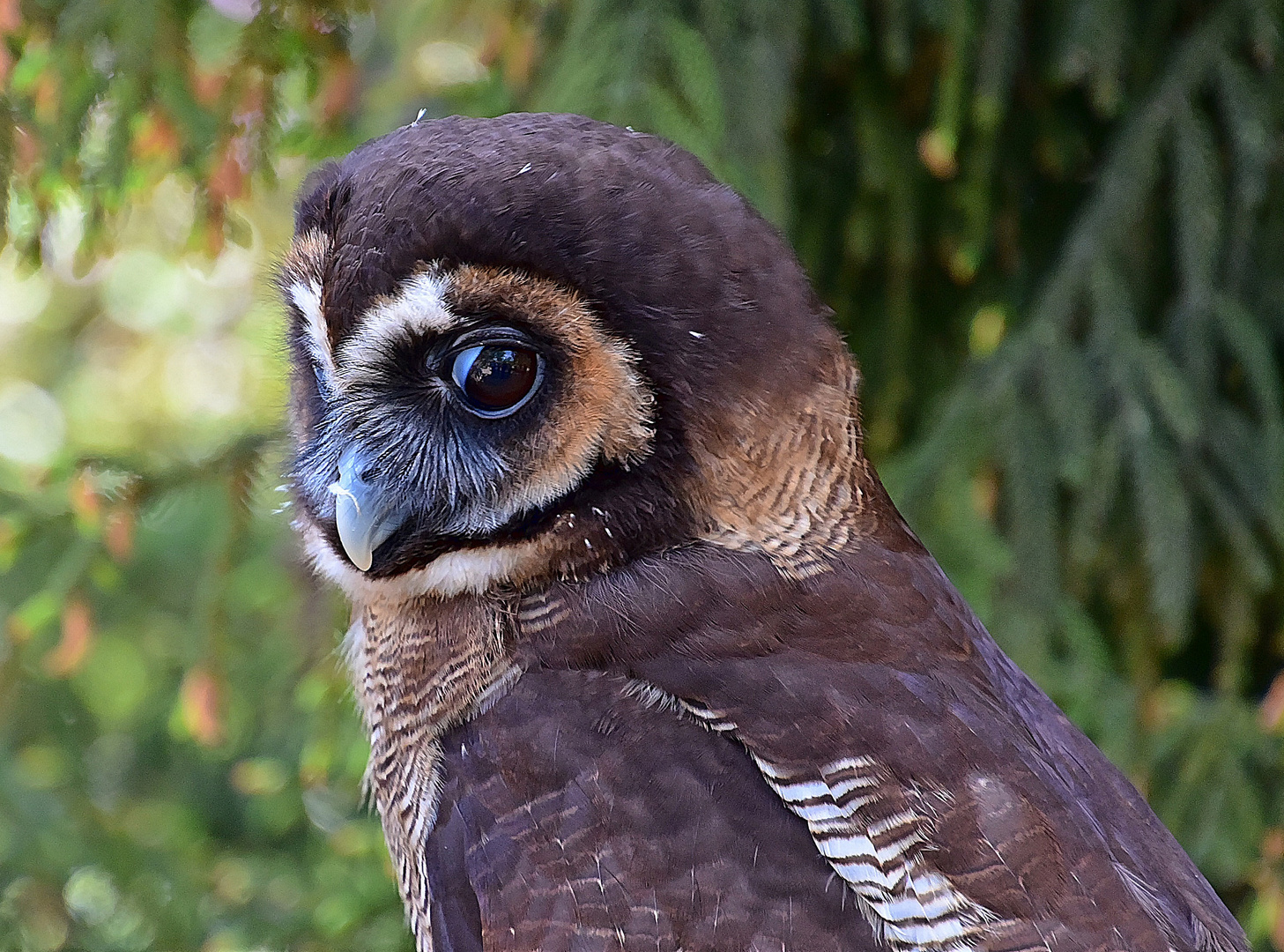 Malaienkauz (Strix leptogrammica)