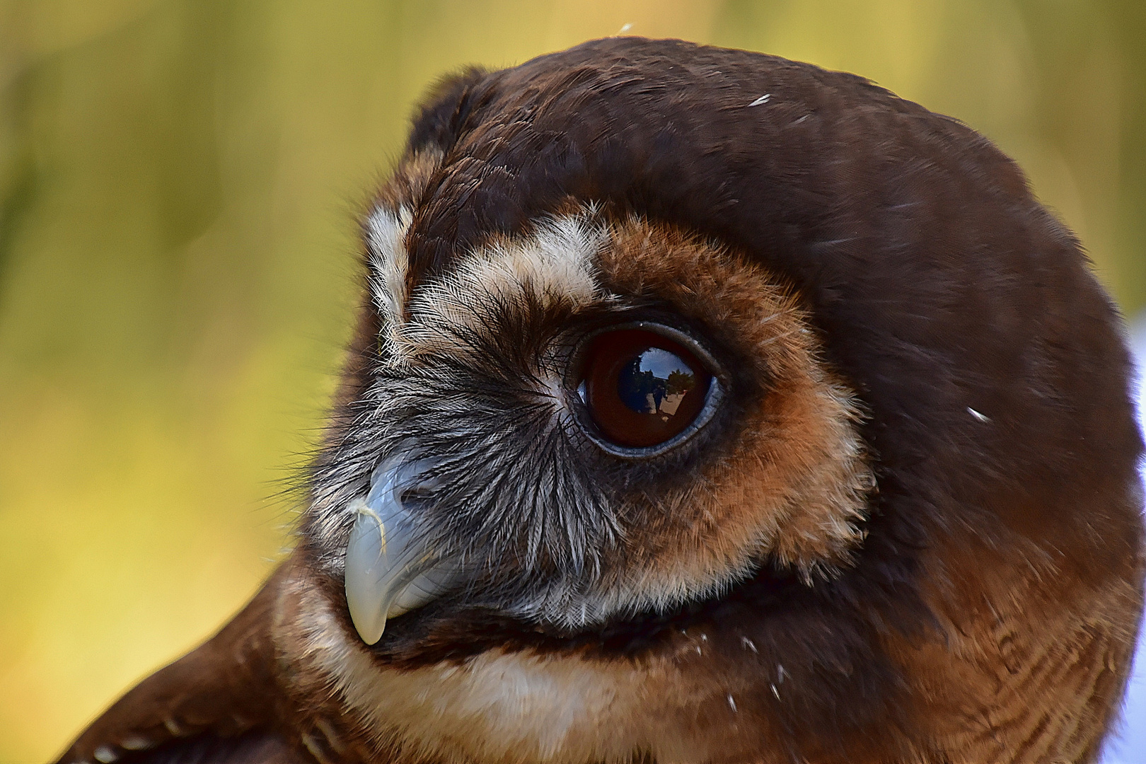 Malaienkauz (Strix leptogrammica)