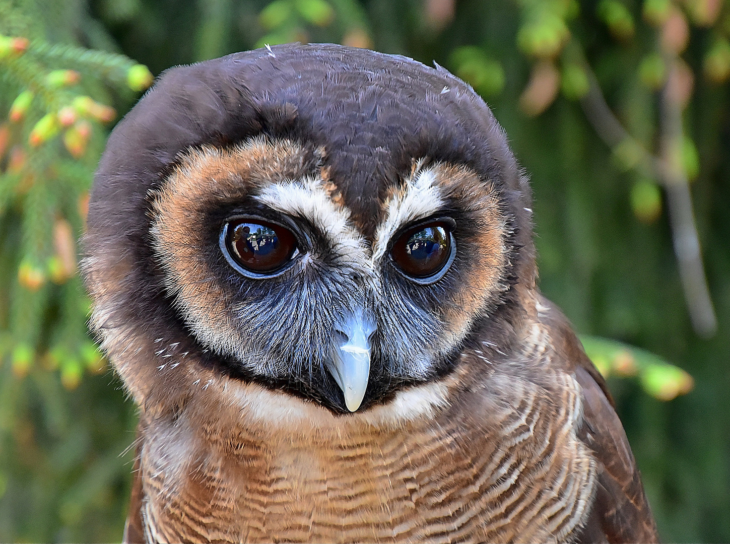 Malaienkauz (Strix leptogrammica)