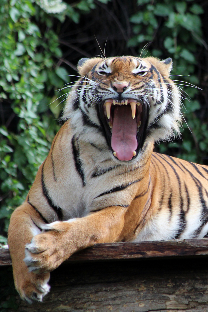 Malaiischer Tiger