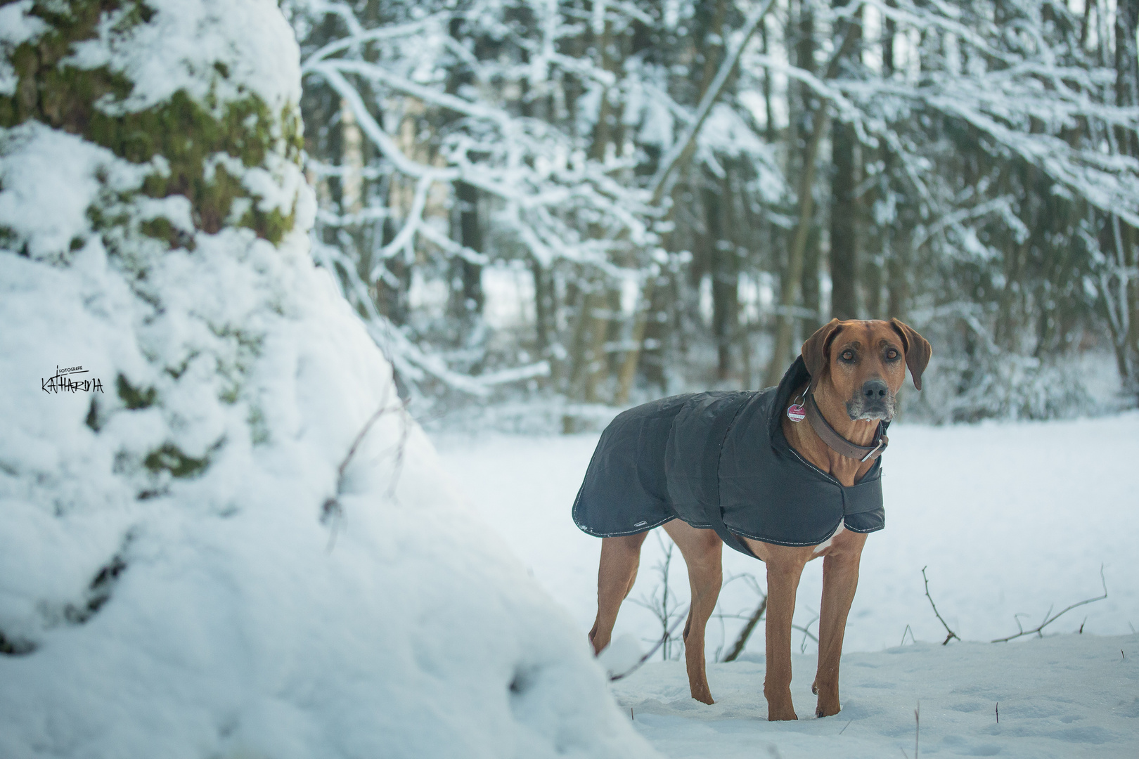 Malaika im Schnee