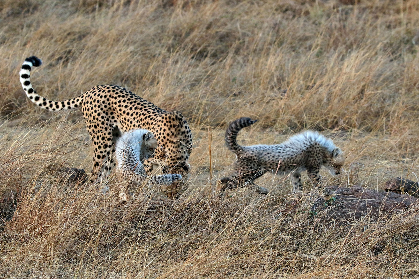 ....Malaika und ihre Cubs (Junge).  +Film....