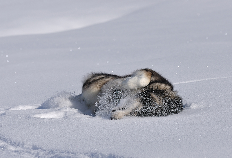 Malamut beim schnee baden!