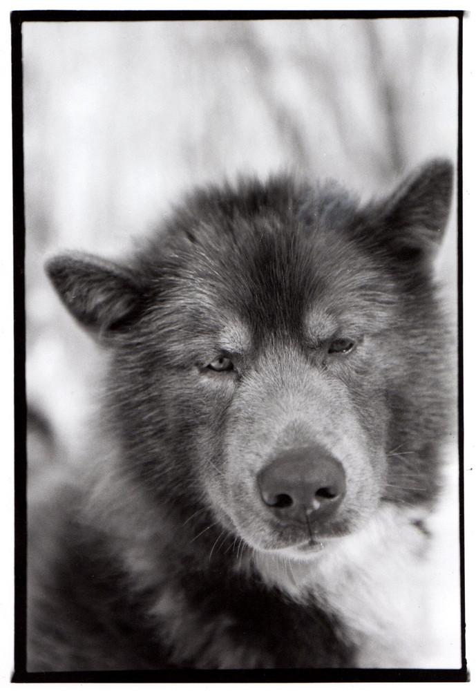 malamut chien de traineaux (québec)