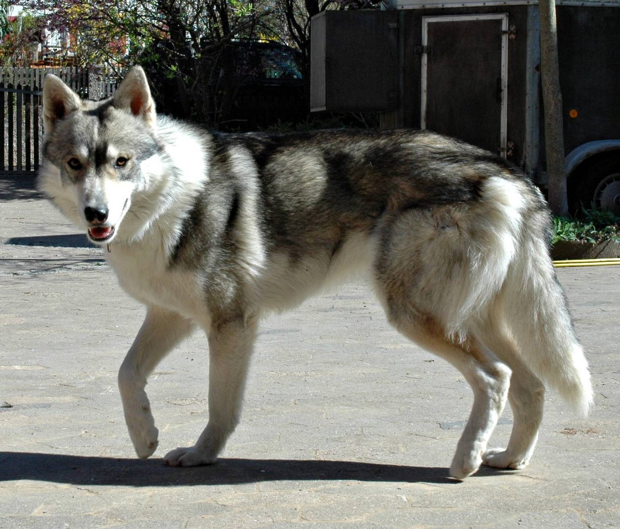 Malamut Husky