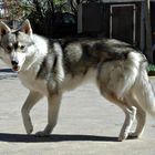 Malamut Husky