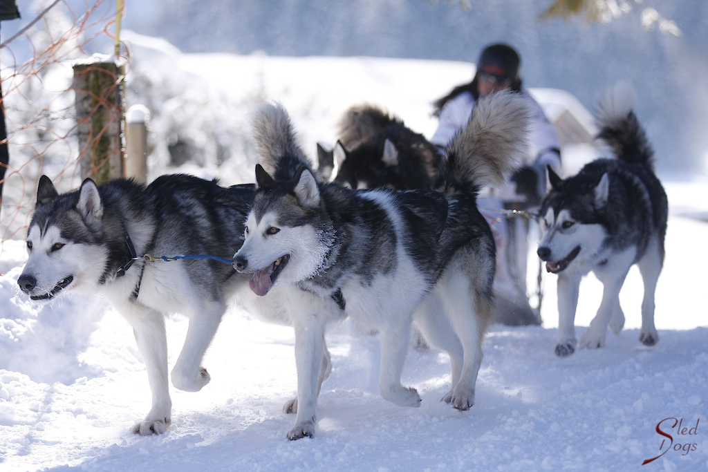 Malamute