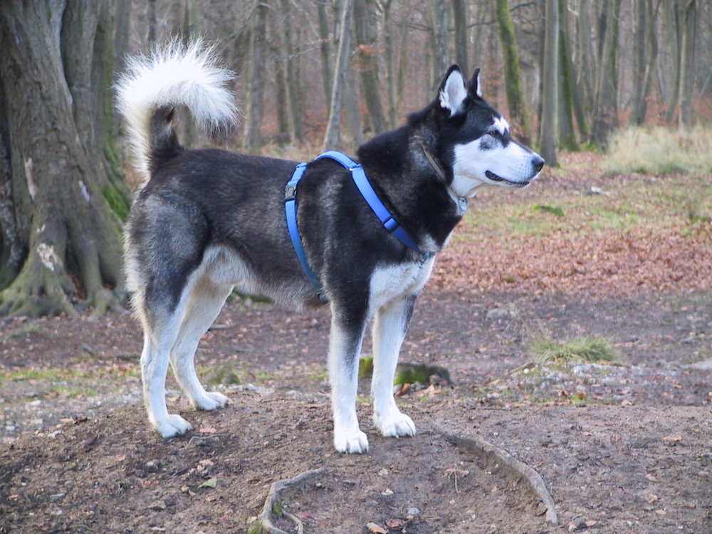 Malamute