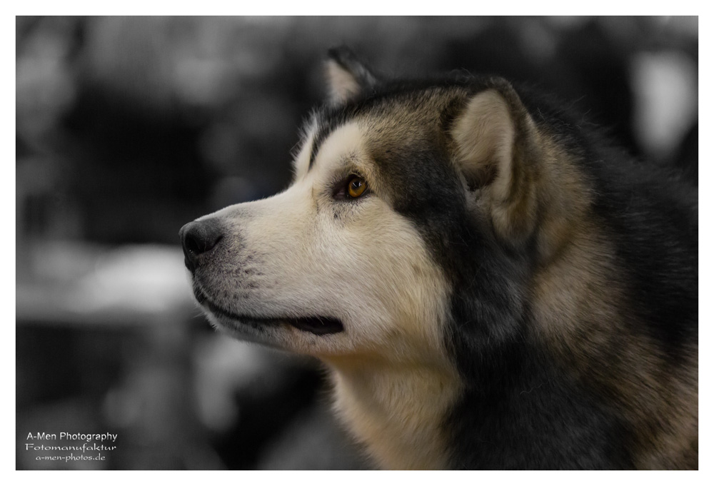 Malamute