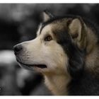 Malamute