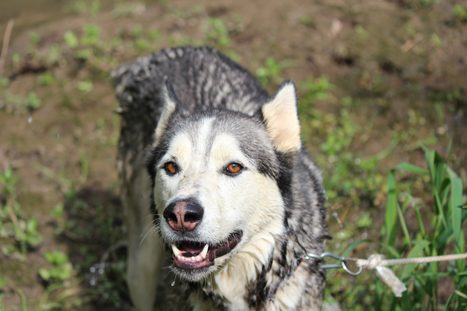 Malamute