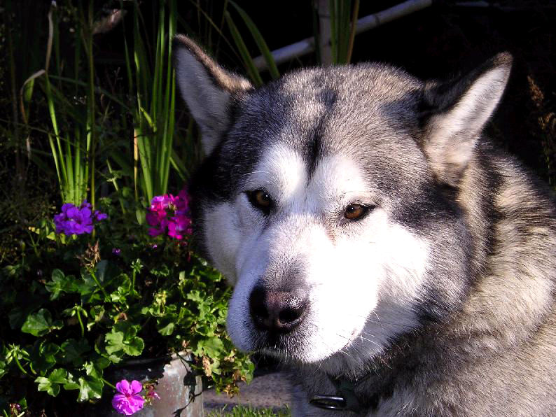 Malamute I