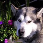 Malamute I