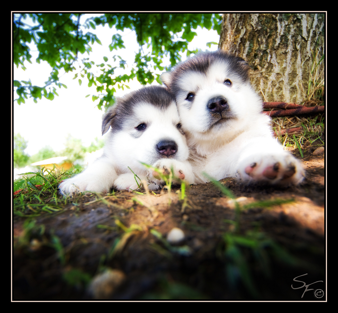 Malamute @ Peter Salzlechner