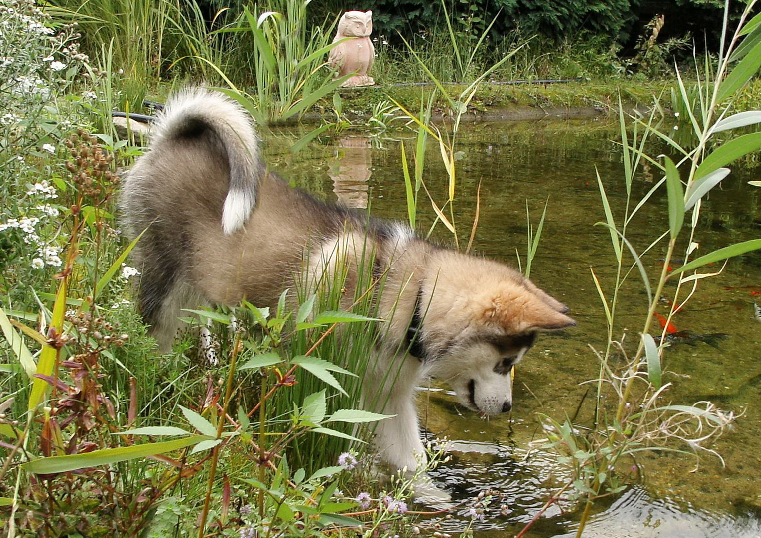 Malamute-Welpe am Teich