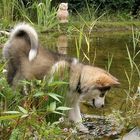 Malamute-Welpe am Teich