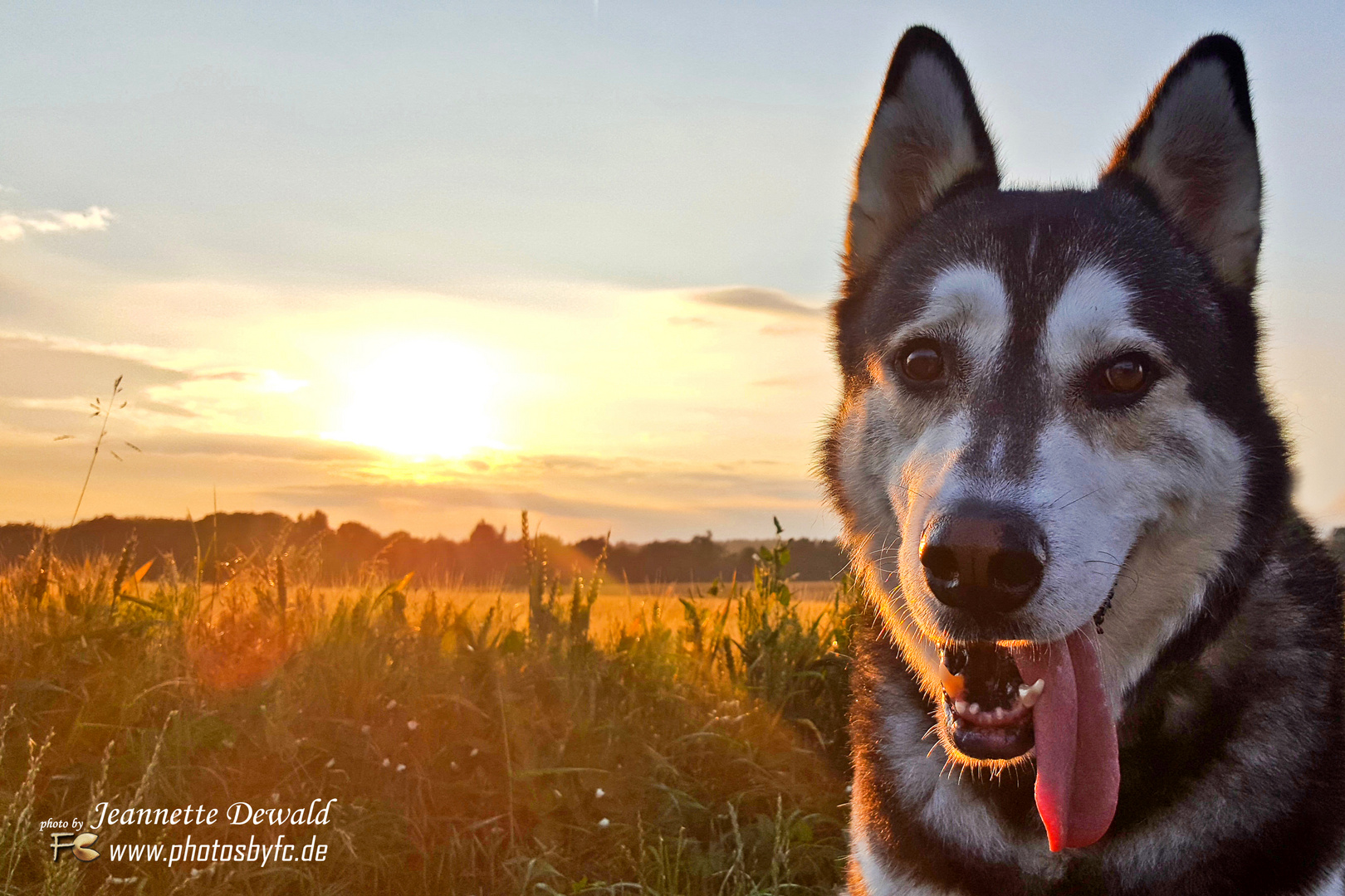 Malamut/Husky "JAKE" im Sonnenuntergang - Photos by FC - Jeannette Dewald