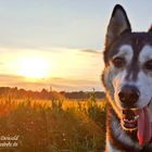 Malamut/Husky "JAKE" im Sonnenuntergang - Photos by FC - Jeannette Dewald